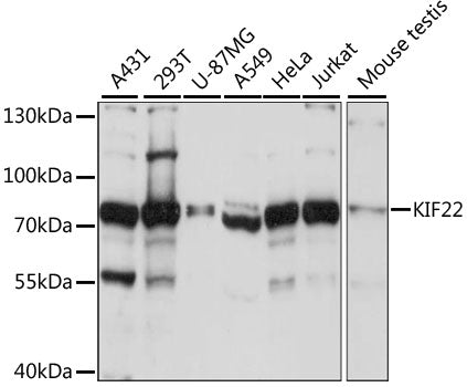 KIF22 Rabbit pAb