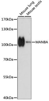 MANBA Rabbit pAb