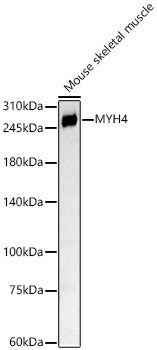 MYH4 Rabbit pAb