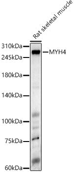 MYH4 Rabbit pAb