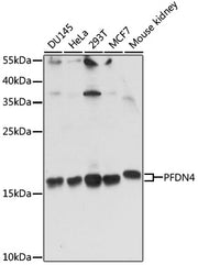PFDN4 Rabbit pAb