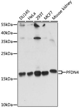 PFDN4 Rabbit pAb