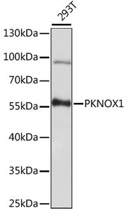 PKNOX1 Rabbit pAb