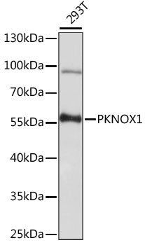 PKNOX1 Rabbit pAb