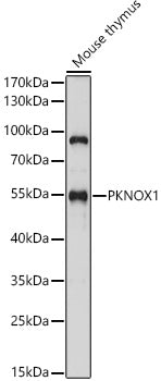PKNOX1 Rabbit pAb