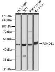 PSMD11 Rabbit pAb