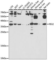 PEX2 Rabbit pAb