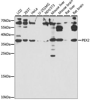 PEX2 Rabbit pAb