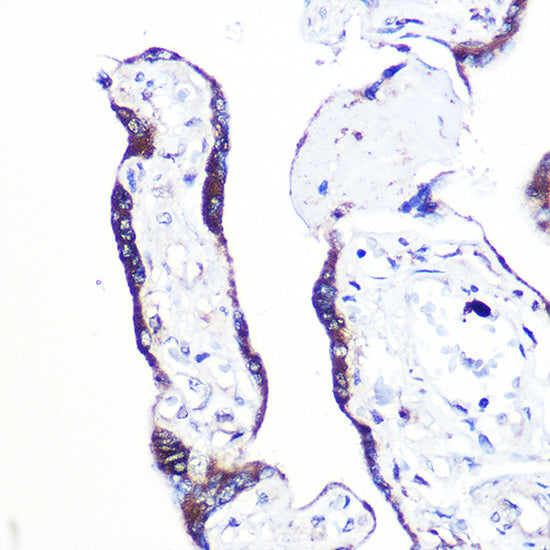 PEX2 Rabbit pAb