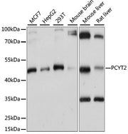 PCYT2 Rabbit pAb