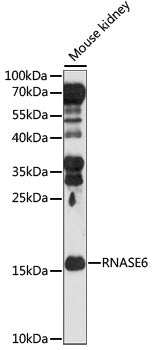 RNASE6 Rabbit pAb