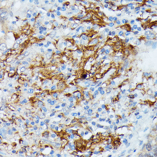 RNASE6 Rabbit pAb