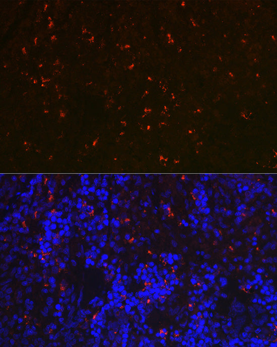 RNASE6 Rabbit pAb