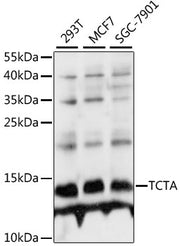 TCTA Rabbit pAb