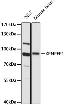 XPNPEP1 Rabbit pAb
