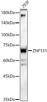 ZNF131 Rabbit pAb