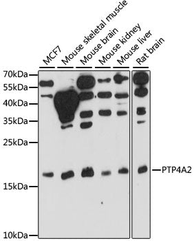 PTP4A2 Rabbit pAb