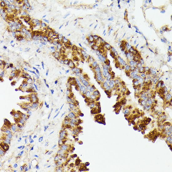PTP4A2 Rabbit pAb
