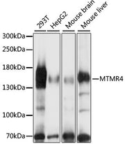 MTMR4 Rabbit pAb