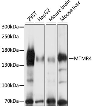 MTMR4 Rabbit pAb