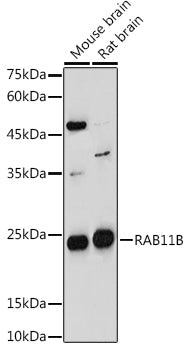 RAB11B Rabbit pAb