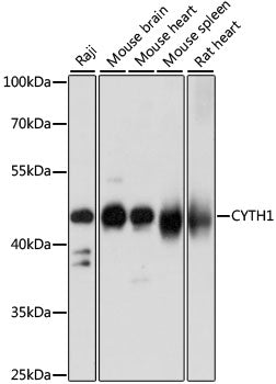 CYTH1 Rabbit pAb