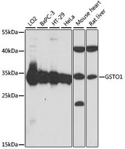 GSTO1 Rabbit pAb
