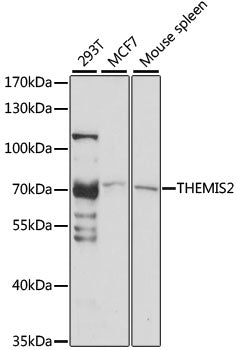 THEMIS2 Rabbit pAb