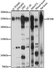 KIF20B Rabbit pAb