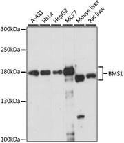 BMS1 Rabbit pAb