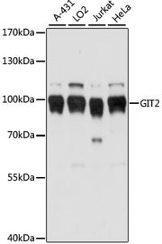 GIT2 Rabbit pAb