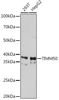 TIMM50 Rabbit mAb