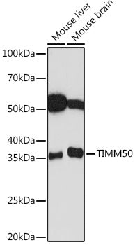 TIMM50 Rabbit mAb