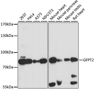 GFPT2 Rabbit pAb