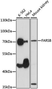 FARSB Rabbit pAb
