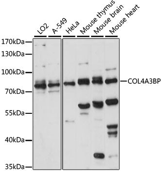 COL4A3BP Rabbit pAb