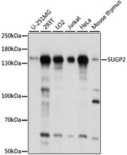 SUGP2 Rabbit pAb