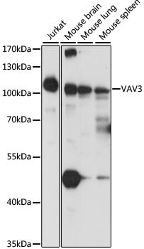 VAV3 Rabbit pAb