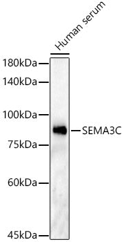 SEMA3C Rabbit pAb