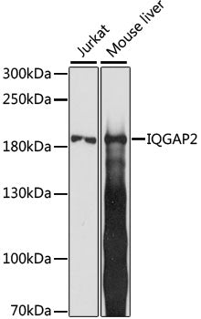 IQGAP2 Rabbit pAb