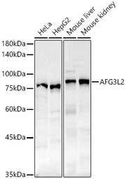 AFG3L2 Rabbit pAb