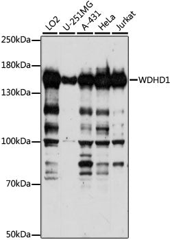WDHD1 Rabbit pAb