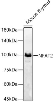 NFAT2 Rabbit pAb