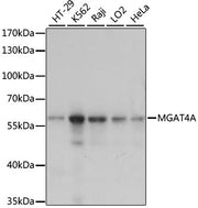 MGAT4A Rabbit pAb