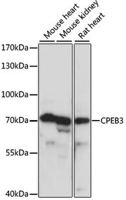 CPEB3 Rabbit pAb