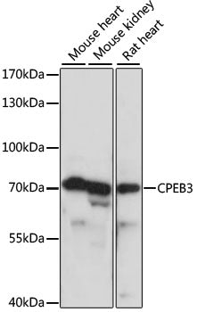 CPEB3 Rabbit pAb