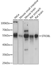 STK38L Rabbit pAb