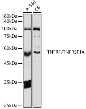 TNFR1/TNFRSF1A Rabbit pAb