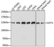 ESYT1 Rabbit pAb