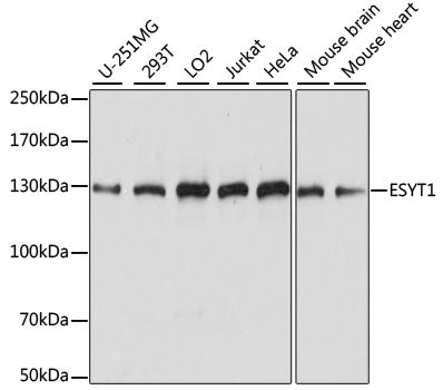 ESYT1 Rabbit pAb